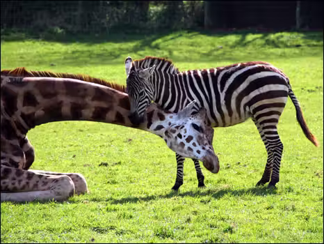 zebra1