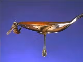 mel_1