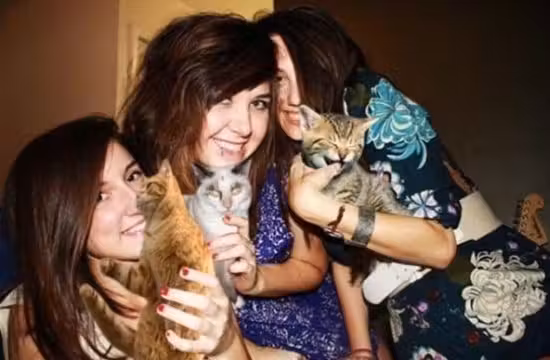 gatos1