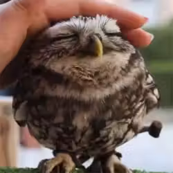 owl-14