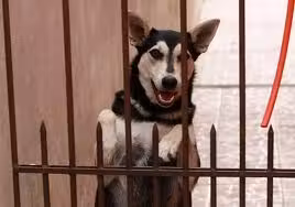 cachorroportao