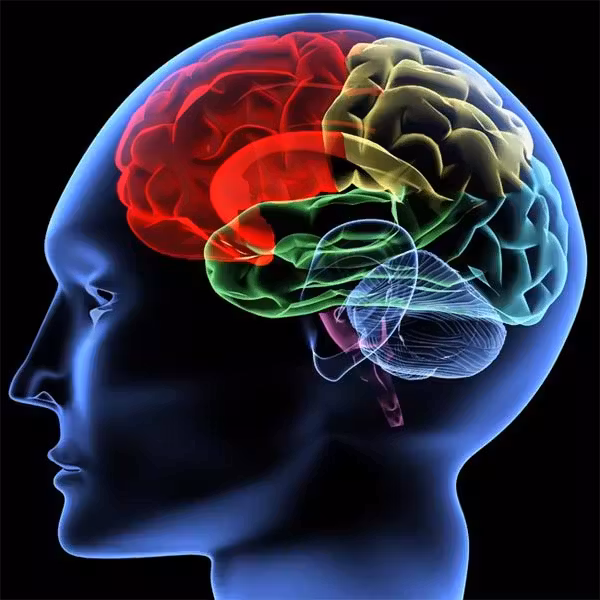 brain-generic-101221-02