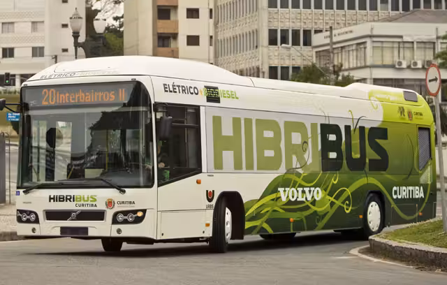 hibridus-3