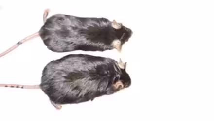 ratos_2