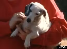 True_dog