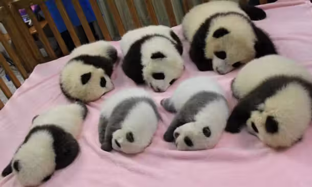 pandas_7|panda_1