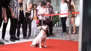 dog_3d
