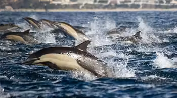 milgolfinhos