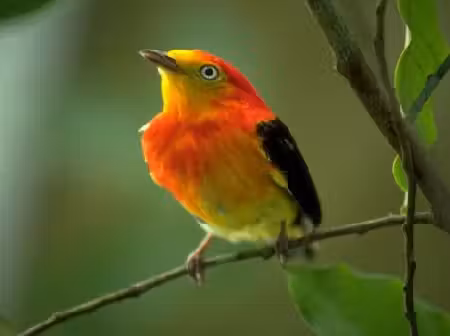 passaro_uirapuru