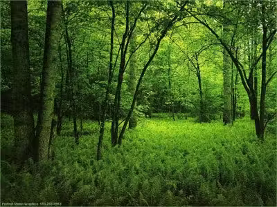 floresta2