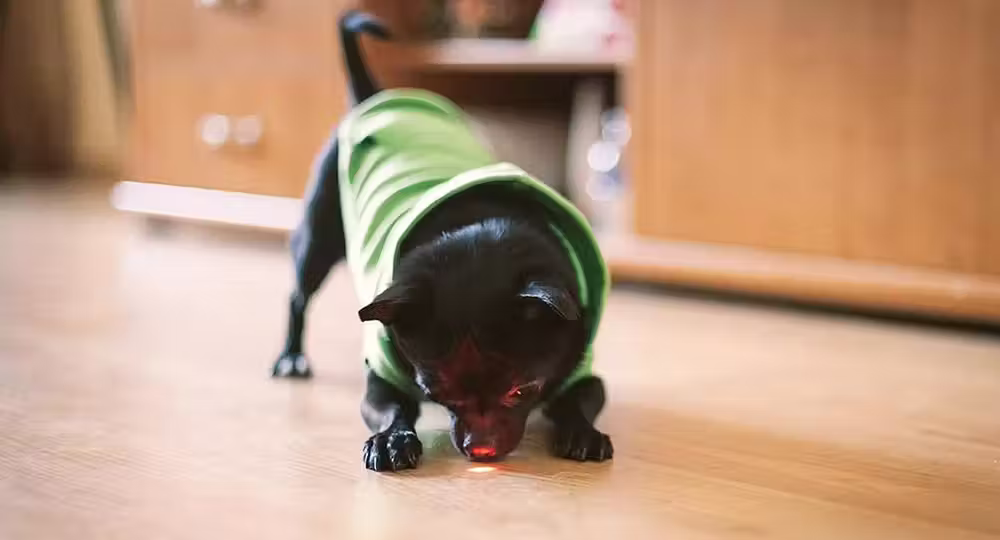 Petcube_1|Petcube2