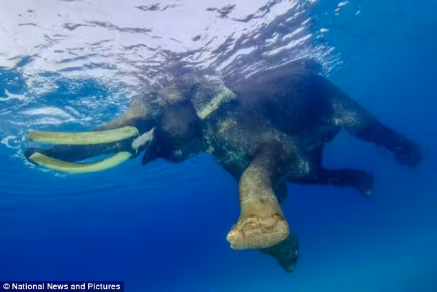 elefante2