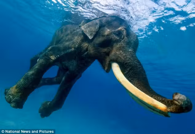 elefante3