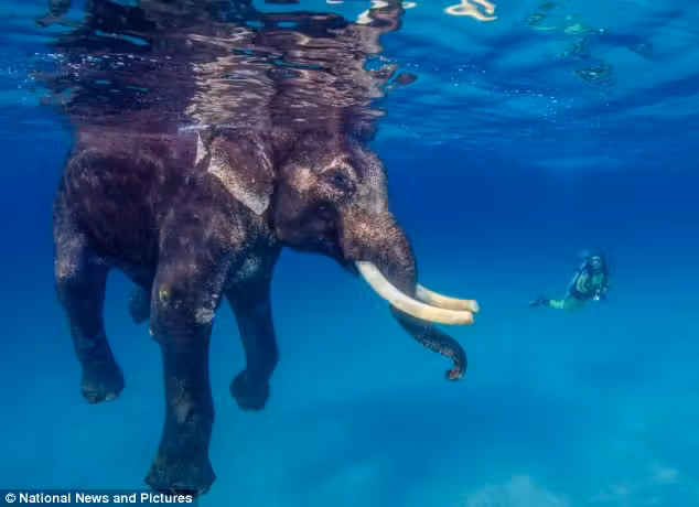 elefante_mar1|elefante2|elefante3