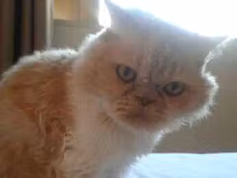 gato_heroi