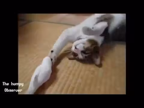 gatinho