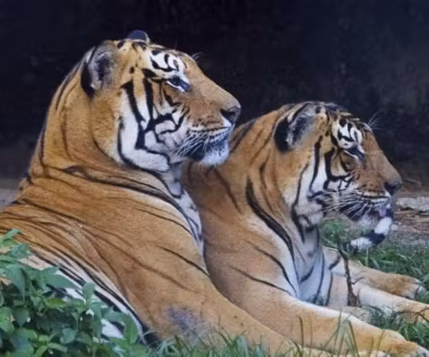 tigres_nepal