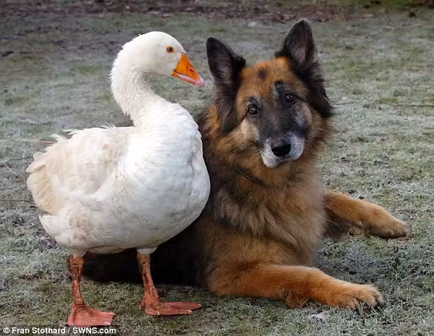 cachorro_ganso2