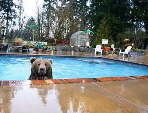 bears6