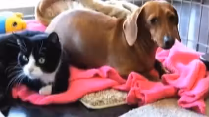 gata_cachorra