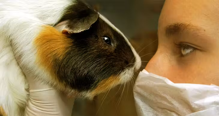 testes_animais