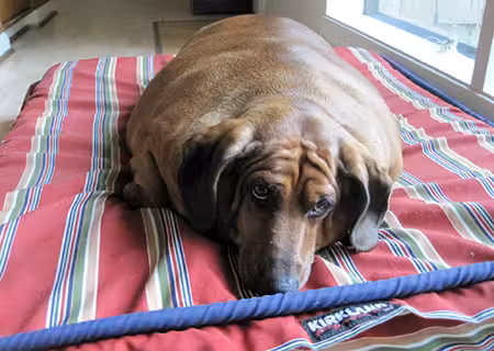 |cachorro_obeso2