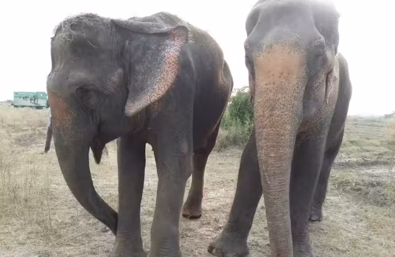 elefante_alegria2