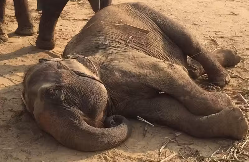 elefante_alegria4