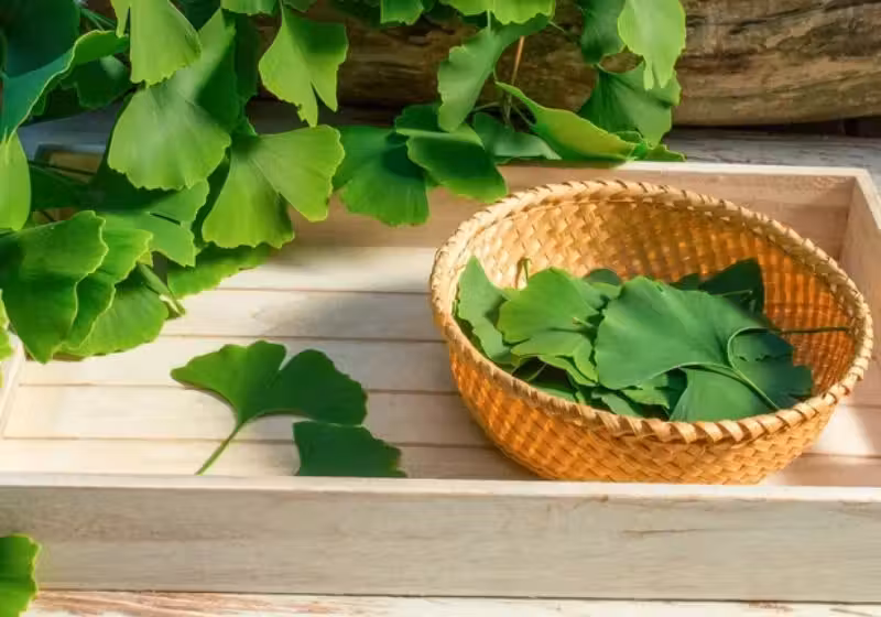 O extrato de Ginkgo Biloba protege o coração e reduz o risco de isquemia Foto: reprodução