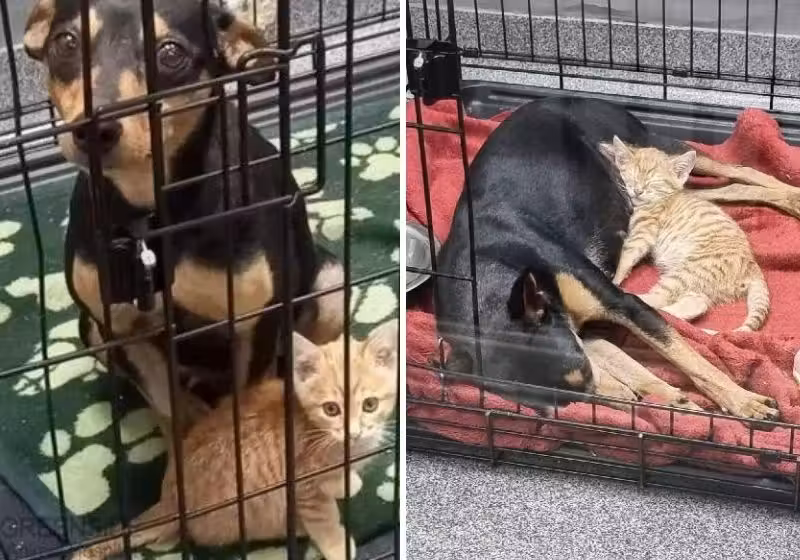 Os dois novos amigos foram resgatados de uma enchente que aconteceu em Randburg, na região metropolitana de Johanesburgo. Fotos: Greenside Animal Hospital