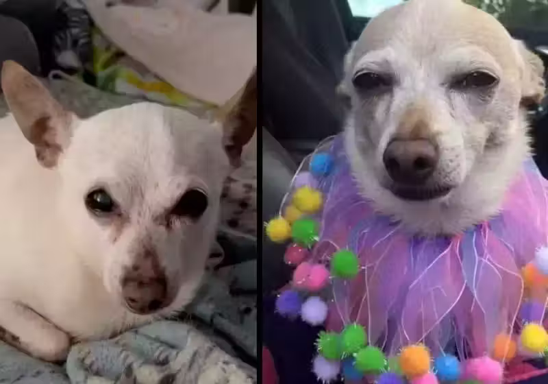 O Guinness World Records certificou o Chihuahua de 21 anos da Flórida como o cão mais velho do mundo Foto: Divulgação