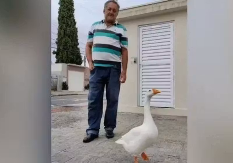 Conhecida e muito querida por todos do bairro, a gansa Pipoca já tem até entrada permitida em alguns mercados do bairro. Foto: Reprodução/Vídeo