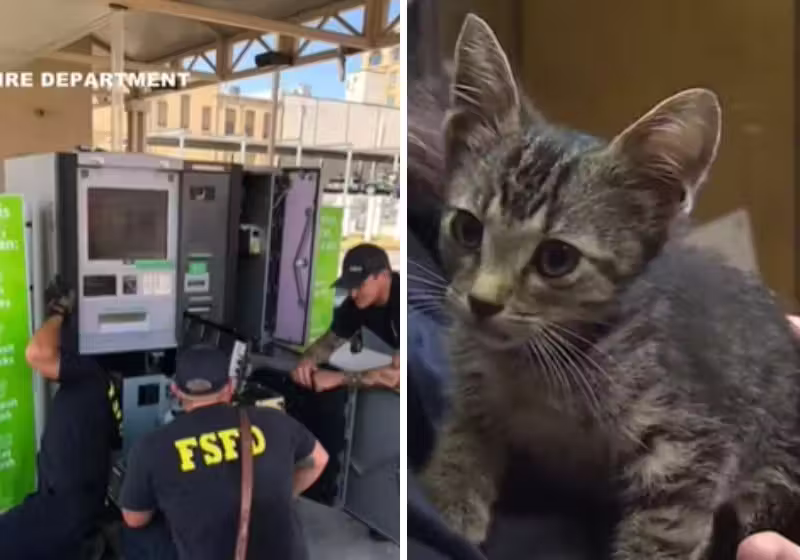 Tudo começou quando uma pessoa no banco ouviu um miado vindo do caixa eletrônico. -Fotos: Reprodução / Vídeo