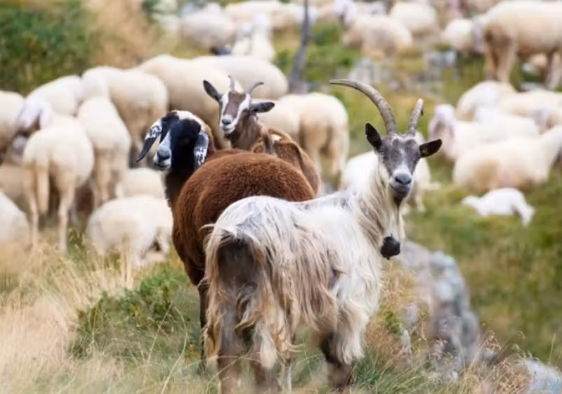 As cabras e ovelhas comem o pasto seco, evitando que o fogo se alastre - Foto: Getty images