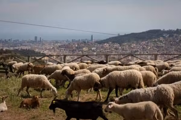 Estratégia tem sido adotada em outros países - Foto: Getty images