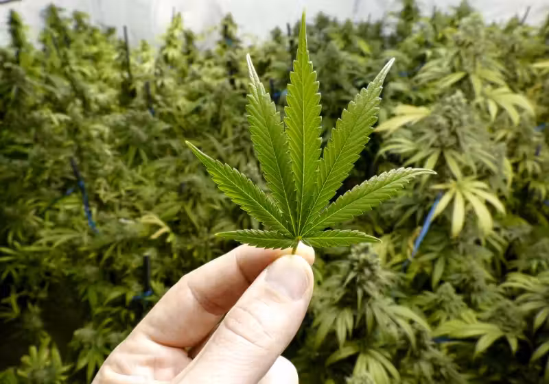 A paciente já fazia uso do canabidiol, mas o tratamento era muito caro. A Justiça a autorizou a plantar cannabis em casa - Foto: Pixabay