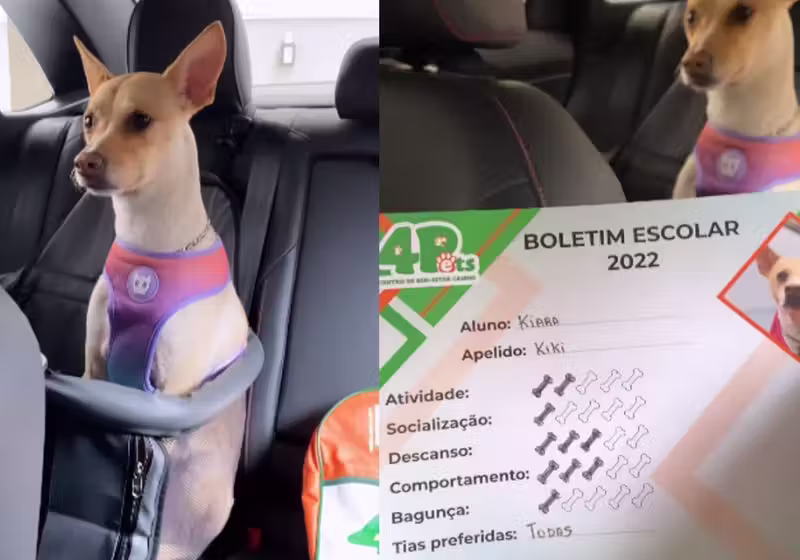 Boletins escolares de pets! Kiara viralizou nas redes sociais após sua mamãe publicar as notas baixas dela... Fotos: Reprodução/Vídeo