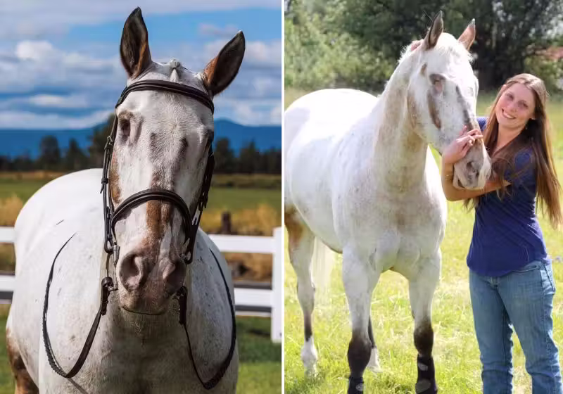 Com muito carinho e amor, a tutora ensinou ao cavalo cego a se acostumar com a nova vida. Fotos: Reprodução/Internet