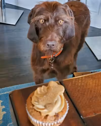 Tess leva todos os cupcakes com muito carinho - Foto: reprodução TikTok