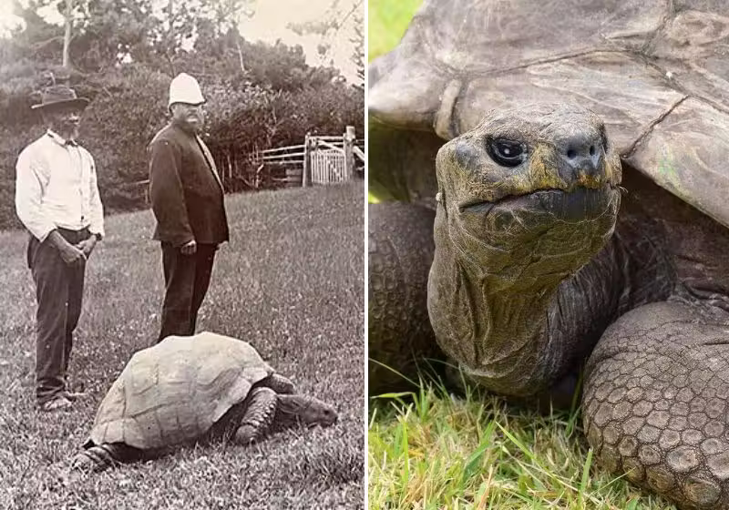 Jonathan chegou à ilha em 1882. Tinha na época 50 anos de idade e continua lá até hoje! - Fotos: Reprodução/Redes Sociais