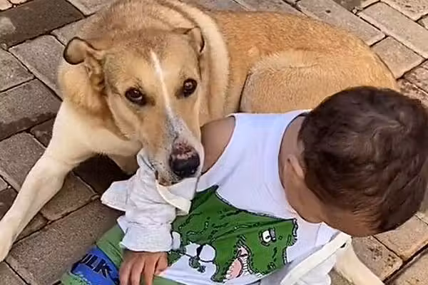 “Uma coisa que acho interessante nela é que ela é muito mansa com as pessoas”, declarou o pai de Davi. - Foto: Reprodução TikTok/@pitbulldraxxoficial