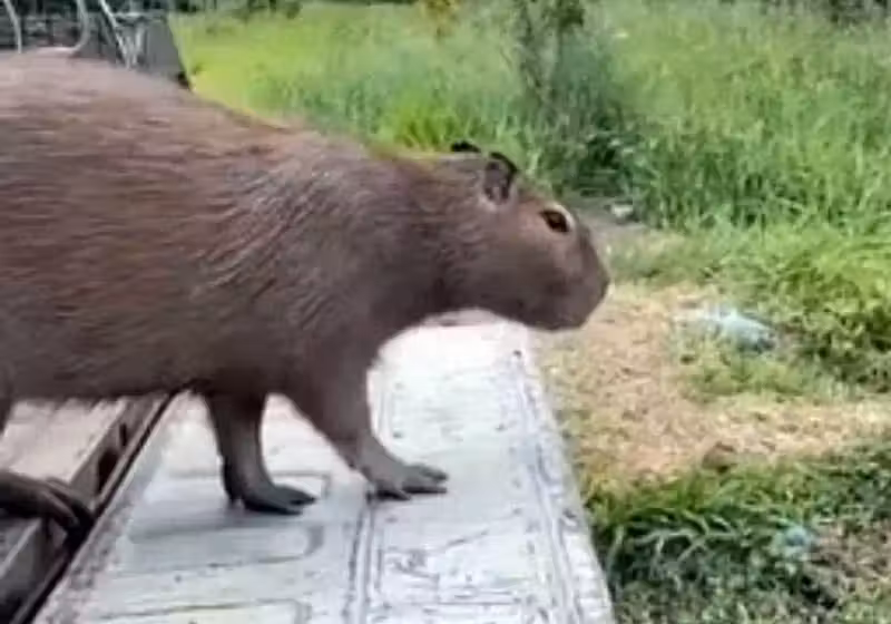 Os bombeiros resgataram a capivara que estava escondida em um banheiro após ser apedrejada por alguns moradores de Minas Gerais - Foto: reprodução Cerqueiras Notícias