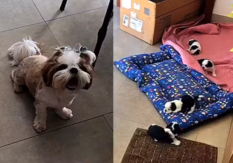 Shih-Tzu reclama com sua dona quando esta pede para que ela cuide dos filhotes. No entanto, no final, ela aceita a responsabilidade da maternidade e decide cuidar dos filhotes. - Foto: Arquivo Pessoal/Tania Trombetta