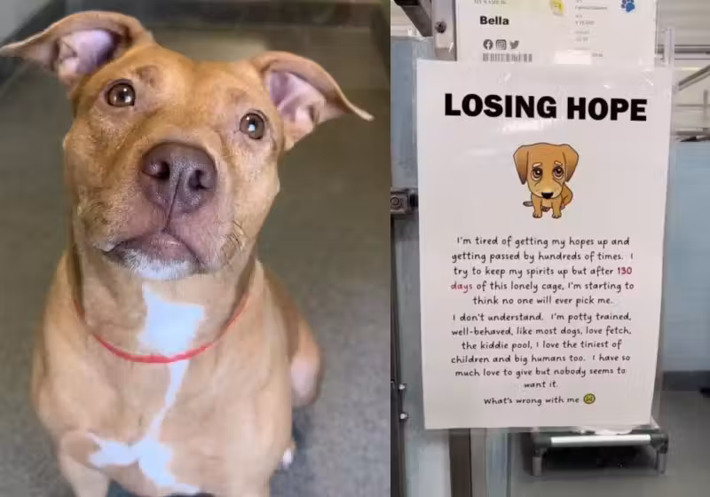 Menos de 24 horas depois do bilhete e do vídeo postados nas redes, a cachorra Bella foi adotada - Fotos: reprodução / HUMANE SOCIETY OF BROWARD COUNTY