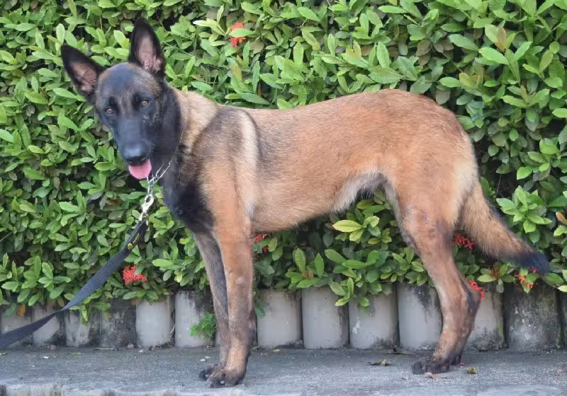 É possível adotar cães adestrados da raça Pastor Belga de Malinois. Eles estão se aposentado na polícia do RJ. - Foto: Robert Gomes/GM-Rio
