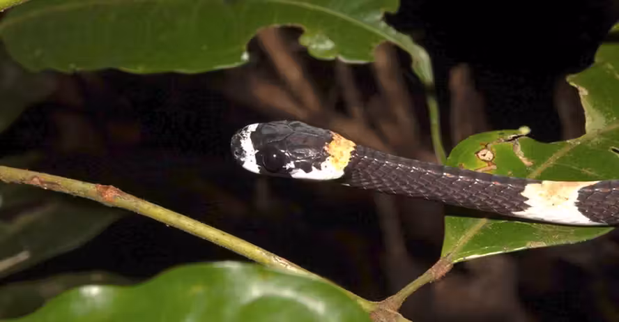A papa-lesma é nativa da América do Sul e pode ser encontrada em áreas de transição entre Amazônia e Cerrado. Foto: Reprodução/Projeto Suaçuboia/Instagram.