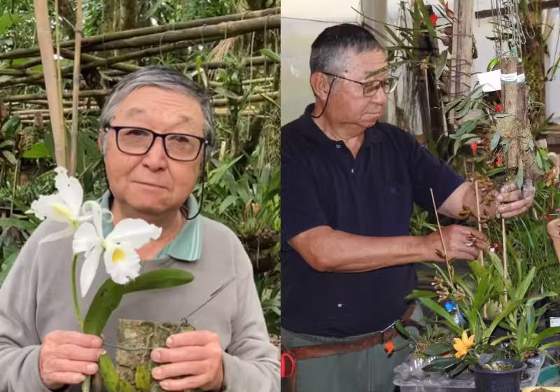 Imagem de capa para Orquídea rara de 90 anos é recuperada, está linda e florindo; Assista