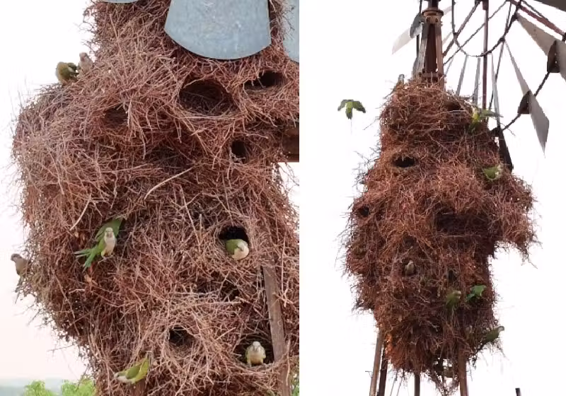 Olha o tamanho do "condomínio" que esses periquitos construíram em uma fazenda do Mato Grosso do Sul. - Fotos reprodução / Instagram @edflydrone @maismsoficial