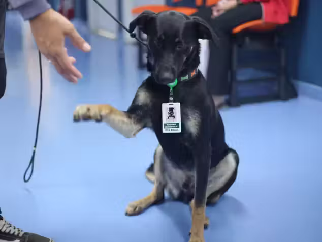 O vira-lata Ademar foi adotado pelo Hospital Dia Cidade Ademar, na Zona Sul de São Paulo, e se tornou o primeiro cachorro hospitalar da rede municipal de saúde da cidade. - Foto: Pref.de São Paulo