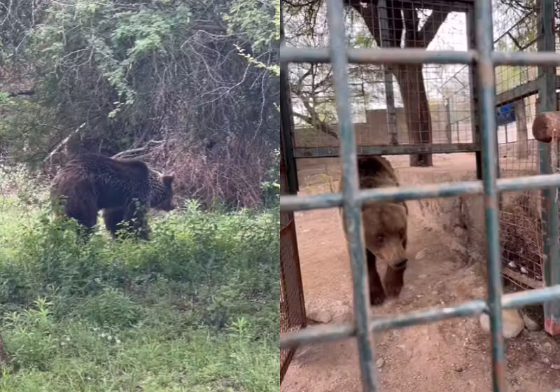 A ursa Sttifi já nasceu sendo explorada em um circo, mas depois de 20 anos presa, ela finalmente está vivendo feliz em um santuário ecológico, com direito a um namorado pretendente. - Foto: reprodução/Instagram @tekovemymba